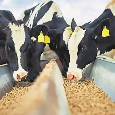 Cattlefeed