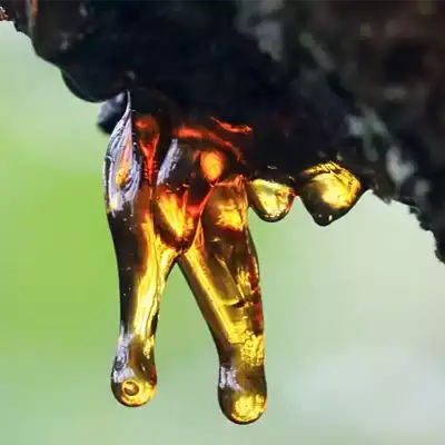 Rubber & Resins